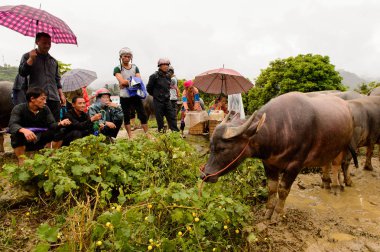 Bac Ha, Vietnam - 21 Eylül 2014: Bac Ha Market Buffalo satış bölümü, güzel renkli azınlıklar kostümleri giyen insanlar ile büyük bir Pazar pazarı