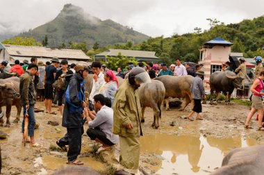 Bac Ha, Vietnam - 21 Eylül 2014: Kimliği belirsiz insanlar, güzel renkli azınlık kostümleri giyen insanlarla büyük bir Pazar pazarı olan Bac Ha Market'teki Buffalo satış bölümünde bufaloları izliyor