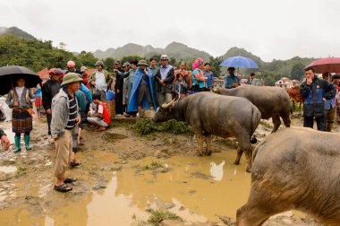 Bac Ha, Vietnam - 21 Eylül 2014: Kimliği belirsiz insanlar, güzel renkli azınlık kostümleri giyen insanlarla büyük bir Pazar pazarı olan Bac Ha Market'teki Buffalo satış bölümünde bufaloları izliyor