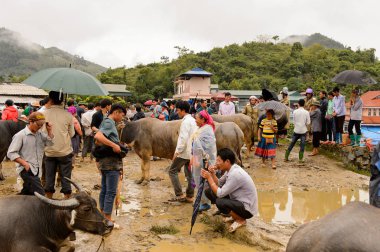 Bac Ha, Vietnam - 21 Eylül 2014: Kimliği belirsiz insanlar, güzel renkli azınlık kostümleri giyen insanlarla büyük bir Pazar pazarı olan Bac Ha Market'teki Buffalo satış bölümünde bufaloları izliyor