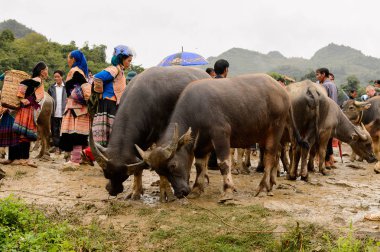 Bac Ha, Vietnam - 21 Eylül 2014: Bac Ha Market Buffalo satış bölümünde tanımlanamayan insanlar, güzel renkli azınlıklar kostümleri giyen insanlar ile büyük bir Pazar pazarı