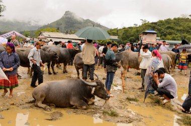 Bac Ha, Vietnam - 21 Eylül 2014: Kimliği belirsiz insanlar, güzel renkli azınlık kostümleri giyen insanlarla büyük bir Pazar pazarı olan Bac Ha Market'teki Buffalo satış bölümünde bufaloları izliyor
