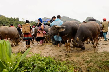 Bac Ha, Vietnam - 21 Eylül 2014: Bac Ha Market Buffalo satış bölümünde tanımlanamayan insanlar, güzel renkli azınlıklar kostümleri giyen insanlar ile büyük bir Pazar pazarı