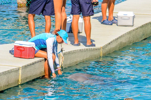 Xcaret México Nov 2016 Menina Não Identificada Alimenta Golfinho Sítio — Fotografia de Stock