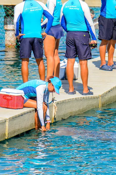 Xcaret Mexico Nov 2016 Unidentified Girl Feeds Dolphin Xcaret Maya — Stock Photo, Image