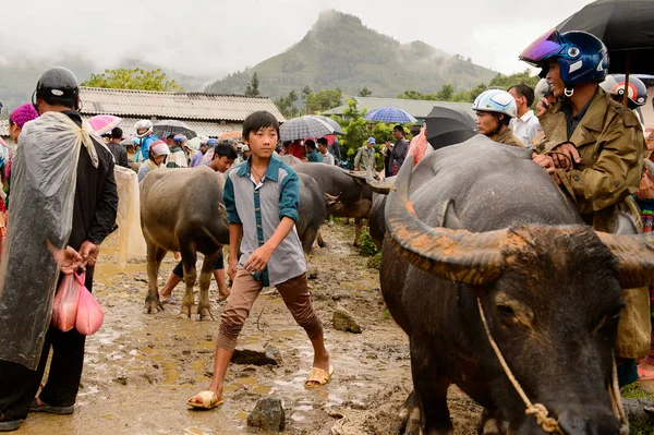 Bac Ha, Vietnam - 21 Eylül 2014: Bac Ha Market Buffalo satış bölümü, güzel renkli azınlıklar kostümleri giyen insanlar ile büyük bir Pazar pazarı