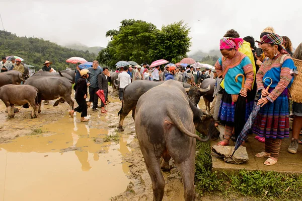 Bac Ha, Vietnam - 21 Eylül 2014: Bac Ha Market Buffalo satış bölümü, güzel renkli azınlıklar kostümleri giyen insanlar ile büyük bir Pazar pazarı