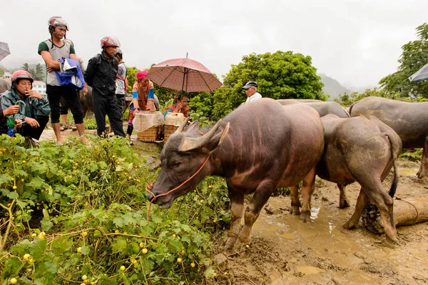 Bac Ha, Vietnam - 21 Eylül 2014: Bac Ha Market Buffalo satış bölümü, güzel renkli azınlıklar kostümleri giyen insanlar ile büyük bir Pazar pazarı