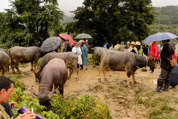 Bac Ha, Vietnam - 21 Eylül 2014: Bac Ha Market Buffalo satış bölümünde tanımlanamayan insanlar, güzel renkli azınlıklar kostümleri giyen insanlar ile büyük bir Pazar pazarı