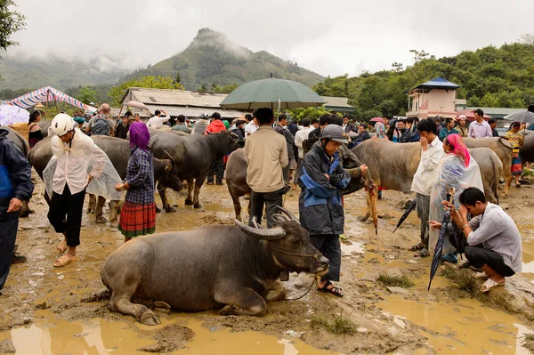 Bac Ha, Vietnam - 21 Eylül 2014: Kimliği belirsiz insanlar, güzel renkli azınlık kostümleri giyen insanlarla büyük bir Pazar pazarı olan Bac Ha Market'teki Buffalo satış bölümünde bufaloları izliyor