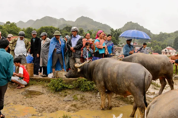 Bac Ha, Vietnam - 21 Eylül 2014: Kimliği belirsiz insanlar, güzel renkli azınlık kostümleri giyen insanlarla büyük bir Pazar pazarı olan Bac Ha Market'teki Buffalo satış bölümünde bufaloları izliyor