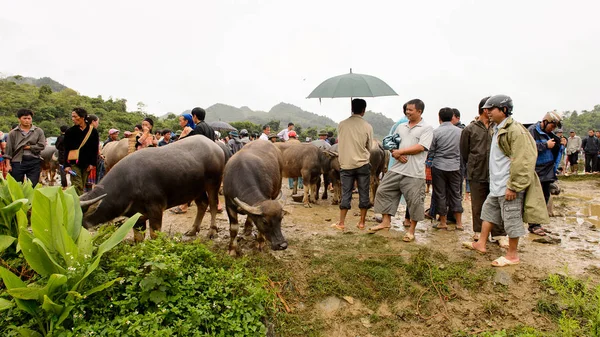 Bac Ha, Vietnam - 21 Eylül 2014: Bac Ha Market Buffalo satış bölümünde tanımlanamayan insanlar, güzel renkli azınlıklar kostümleri giyen insanlar ile büyük bir Pazar pazarı