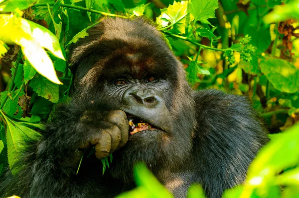 Gorilla Dschungel — Stockfoto