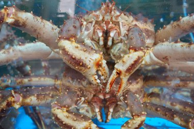 Yengeçler yerel deniz ürünleri Restoran Sokcho, Kore, bir su deposu içinde Close-up.                               