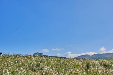 Bir tepe ile ev ve alev çim Jeju Adası, Güney Kore, sonbahar sırasında                               