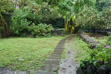 Bir yağmurlu günde taş yolu Jeju Adası, Güney Kore                       
