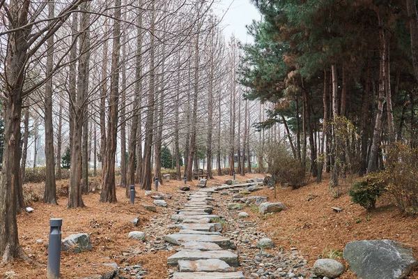 Camino Piedra Rodeado Árboles Semiwon Corea Del Sur — Foto de Stock