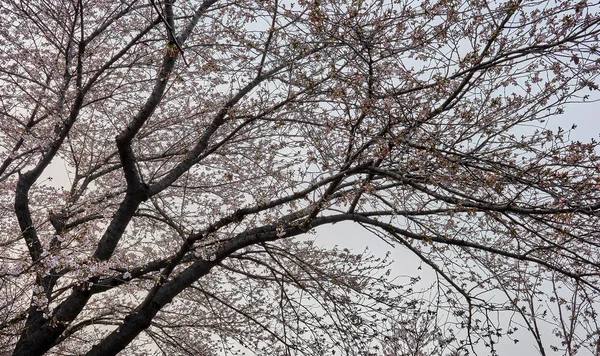 Tam Onun Dallarda Kiraz Çiçekleri Ile Sağa Yaslanmış Bir Ağaç — Stok fotoğraf