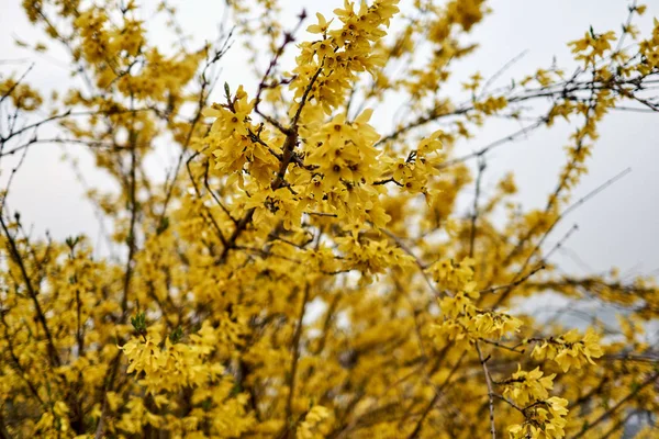 Eine Nahaufnahme Der Forsysthie Während Des Frühlings Südkorea — Stockfoto