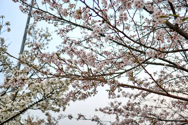 Ein Genauer Blick Auf Kirschblüten Den Zweigen Frühling Südkorea — Stockfoto