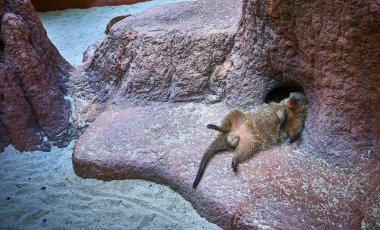 Bir erkek kirpi aşağı uzanarak ve bir hayvanat bahçesinde taş evde dinlenme.
