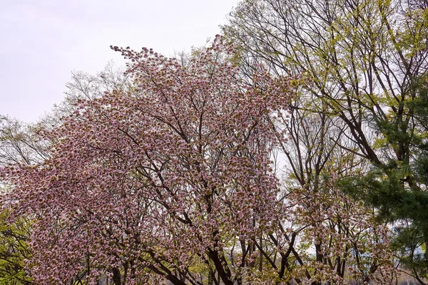 Een Stelletje Kersenbloesems Bomen — Stockfoto