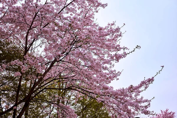 Kirschblütenbaum Blüht Mit Blumen Frühling Südkorea — Stockfoto