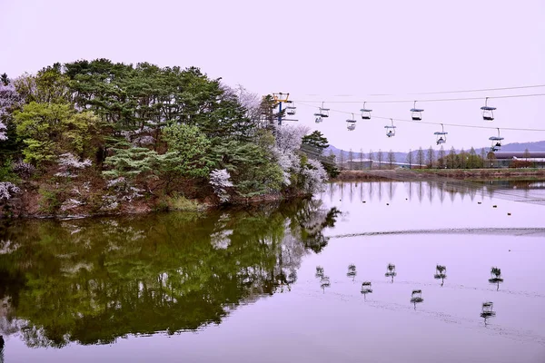 Heuvel Met Bomen Van Kersenbloesem Passagiers Kabelbanen Weerspiegeld Het Meer — Stockfoto