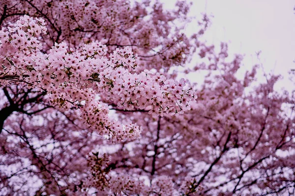 Ein Bund Rosa Kirschblüten Einem Zweig Frühling — Stockfoto