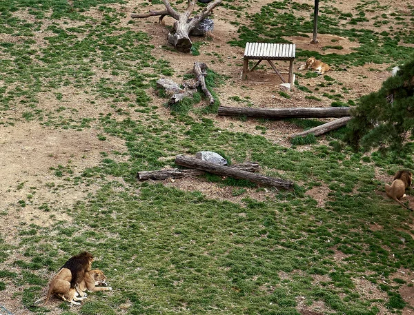 Λιοντάρια Κάνοντας Έρωτα Άλλο Ένα Ζωολογικό Κήπο Ενώ Άλλα Λιοντάρια — Φωτογραφία Αρχείου