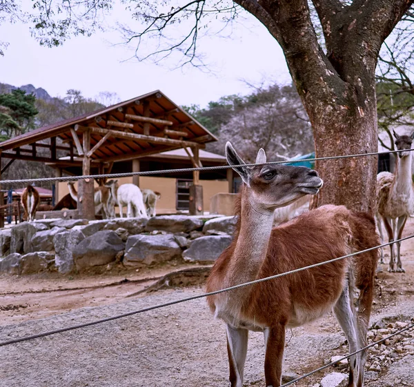 Guanaco, a camelid native to South America, displaying a sorrowful look and her fellow guanaco looking at her from behind.