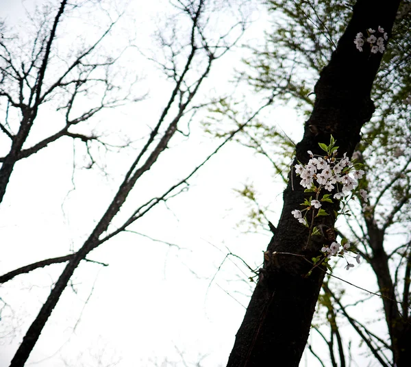 Ein Paar Kirschblüten Stamm Eines Baumes Gesammelt — Stockfoto