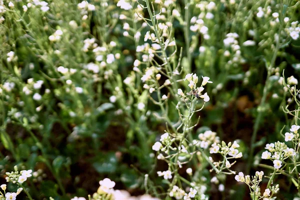 菜種の白い花びらに掛かっている蜂 — ストック写真
