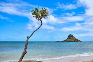 Chinaman's Hat adası nın manzarası ve Kualoa Bölgesel Plaj Parkı'ndan görülen bir palmiye ağacı.