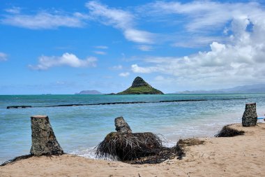 O'ahu, Hawaii'deki Kualoa Bölge Parkı yakınlarındaki bir plajda görülen Chinaman's Hat adasının ve kesilen ağaçların birkaç alt kısmı nın görünümü.