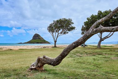 O'ahu, Hawaii yakınlarındaki ünlü Chinaman's Hat adası ile Kualoa Bölge Parkı yakınlarındaki bir plaj parkında bir ağacın eğimli gövde.
