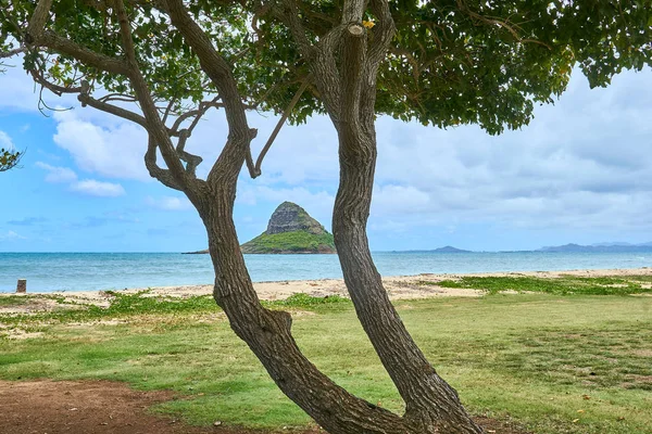 Chinaman Hat Island Gezien Tussen Split Trunk Van Een Boom — Stockfoto