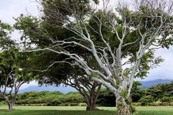 Grand Arbre Avec Impressionnantes Branches Blanches Kualoa Regional Beach Park — Photo