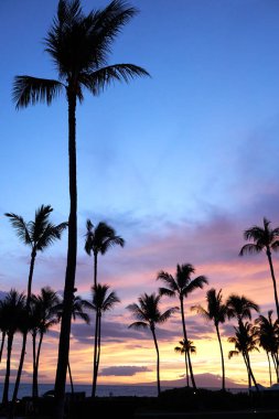 Maui, Hawaii palmiye ağaçları ve okyanus bir günbatımı görünümü.