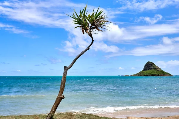 Een Uitzicht Tree Chinaman Hat Island Het Kualua Ranch Beach — Stockfoto