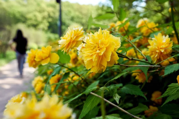 A wild flower blooming at the sidewalk in Gwankyo Lake Park, South Korea.