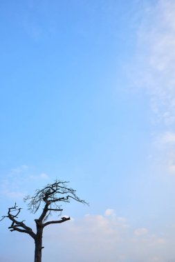 Jechun, Güney Kore'de yapraksız bir çam ağacı ve gökyüzü.