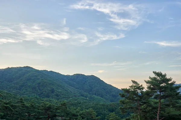 Jechun ormanı manzarası, Güney Kore yaz aylarında.