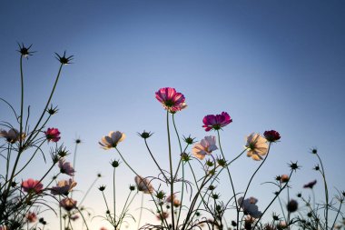 Jechun, Güney Kore'de kozmosun yakın çekim.