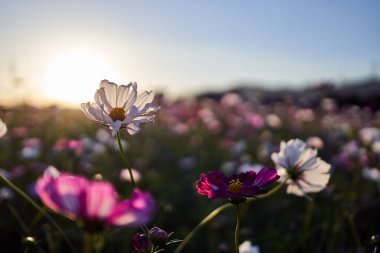 Jechun, Güney Kore'de tarlada beyaz ve pembe bir kozmosun çiçeğinin yakın çekim.