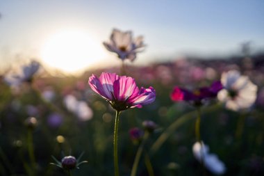 Jechun, Güney Kore'de tarlada pembe bir kozmosun çiçeğinin yakın çekim.
