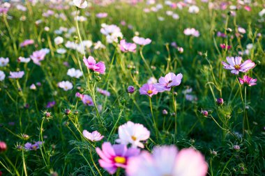 Jechun, Güney Kore'de kozmosun alanının yakın çekim.