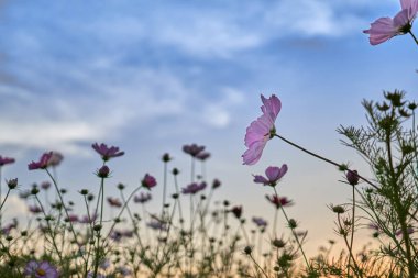 Jechun, Güney Kore'de gün batımı nda kozmo alanı nın manzarası.