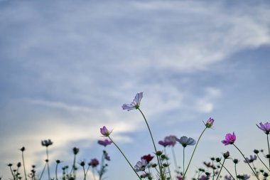Jechun, Güney Kore'de bir alanda arkada mavi gökyüzü ile kozmosun bir görünümü.