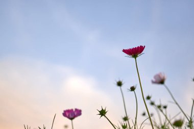Mavi gökyüzü arka planından kırmızı yaprakları olan bir kozmosun.